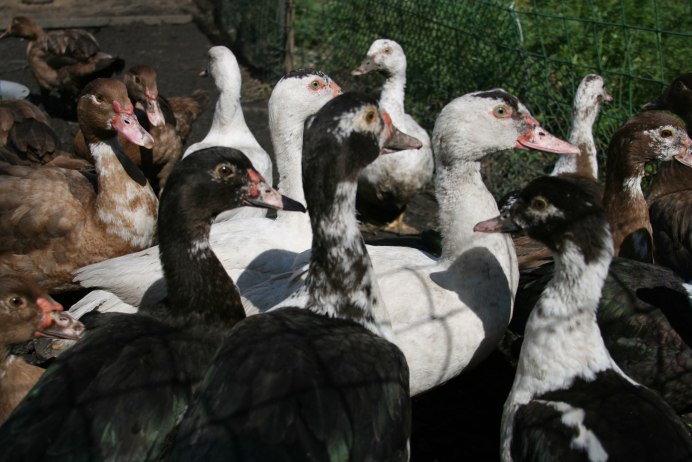 Индоутка мускусная селезень