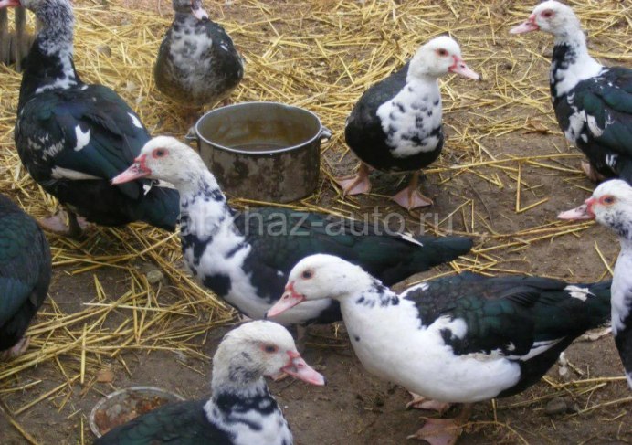 Индоутки мускусные утки