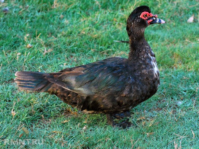 Индоутка ~ 2кг