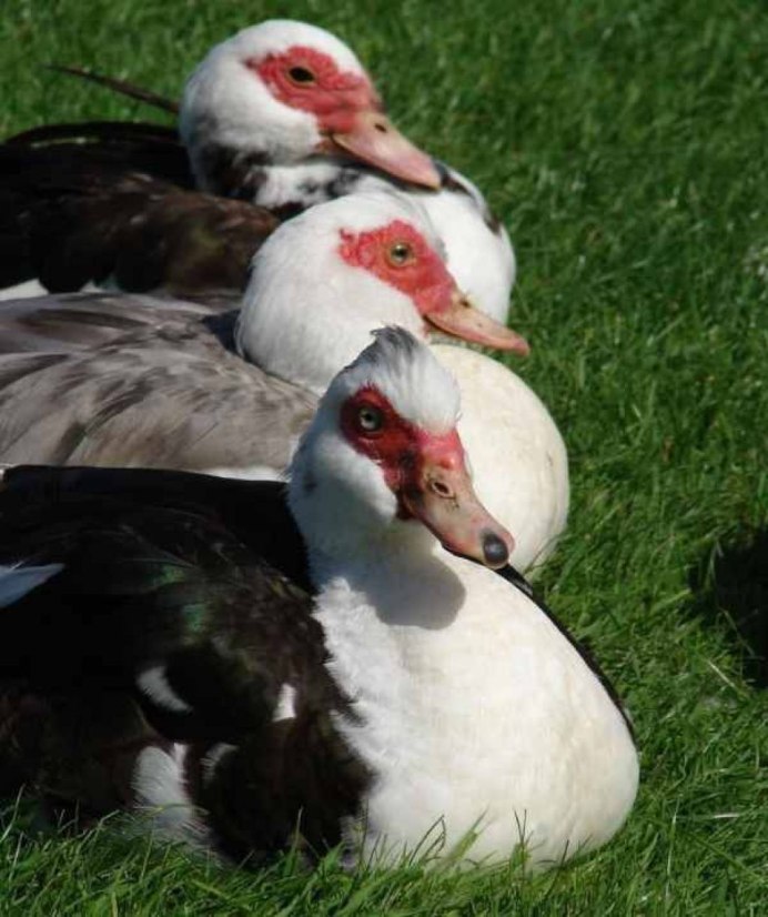 Индоутка мускусная