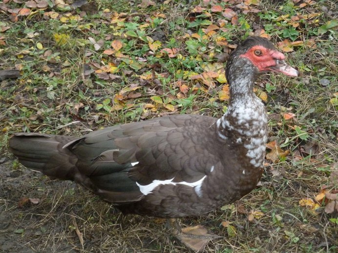 Индоутка с утятами