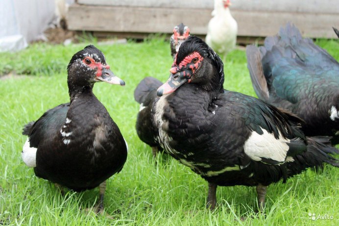 Индоутка ~ 2кг