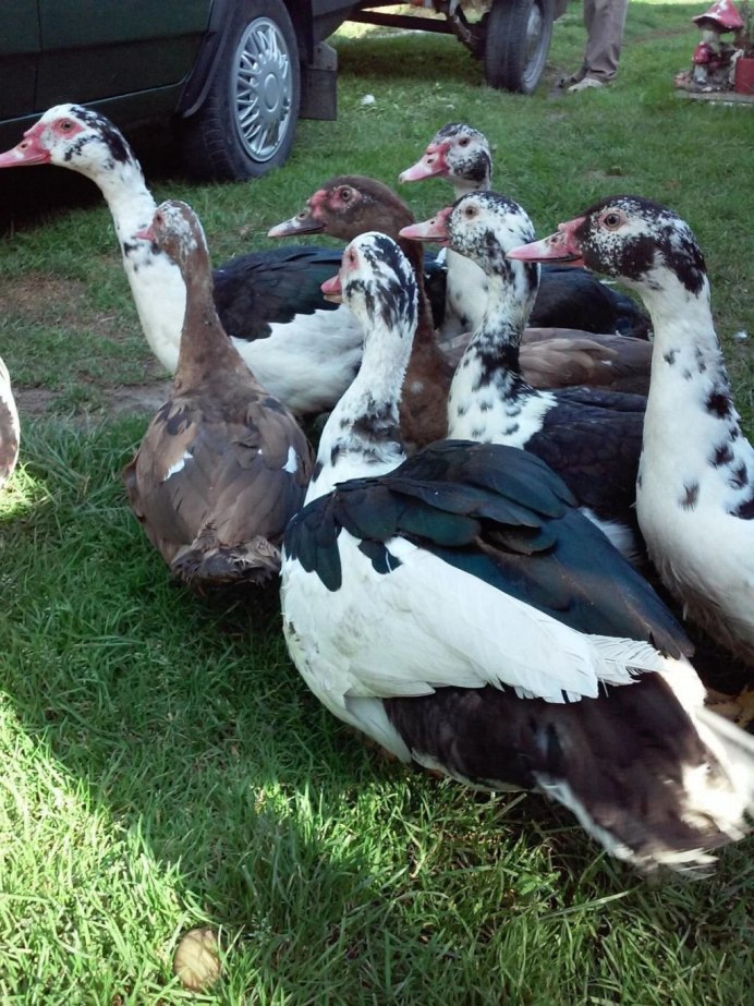 Мускусная утка породы