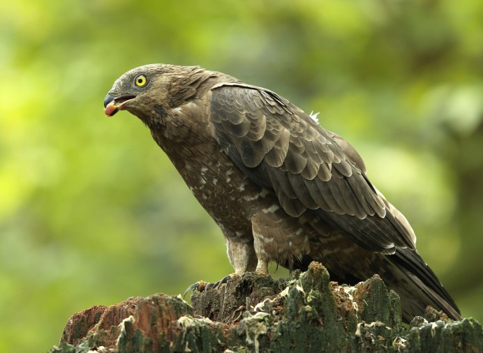 «Хищные птицы» «Birds of Prey»