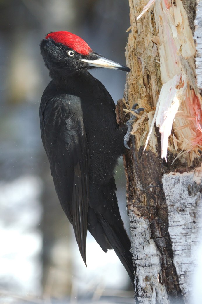 Picus viridis (зеленый дятел)