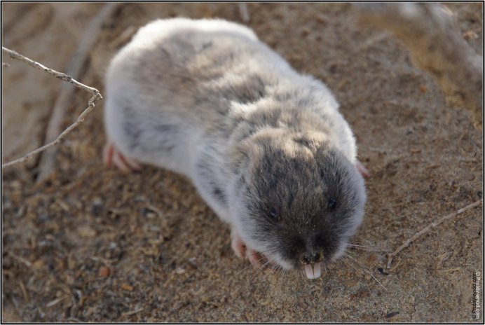 Lemming Joel Sartore