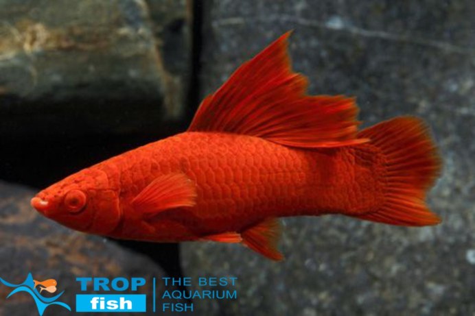 Xiphophorus Signum