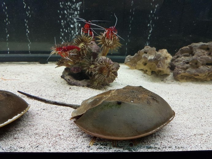 Мечехвост Limulus Polyphemus