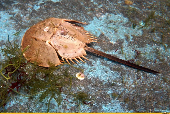 Мечехвост Limulus Polyphemus