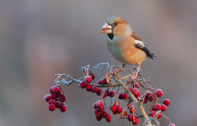 Свиристель обыкновенный (Bombycilla garrulus)