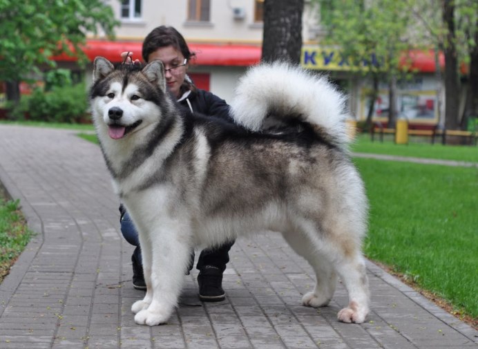 Аляскинский маламут длинношерстный