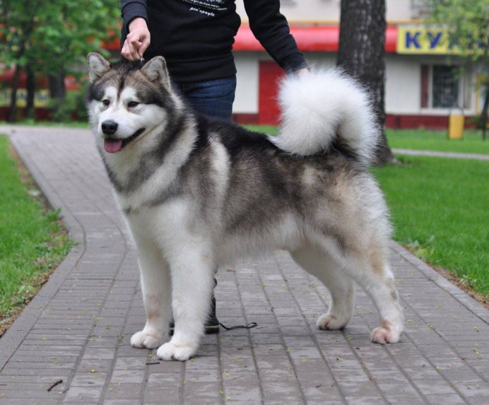 Маламут Аляскинский гигант