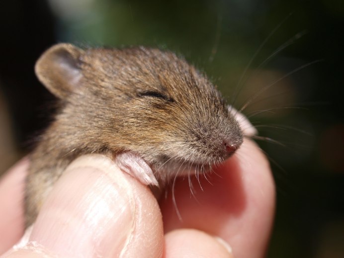 Лесная мышь (Apodemus sylvaticus)