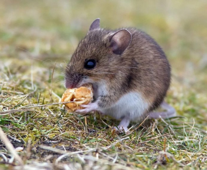 Apodemus uralensis