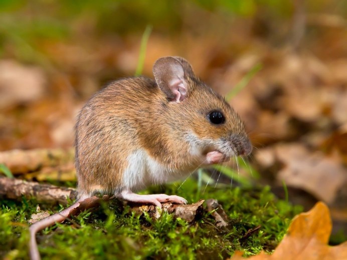 Обыкновенная полевка Microtus arvalis