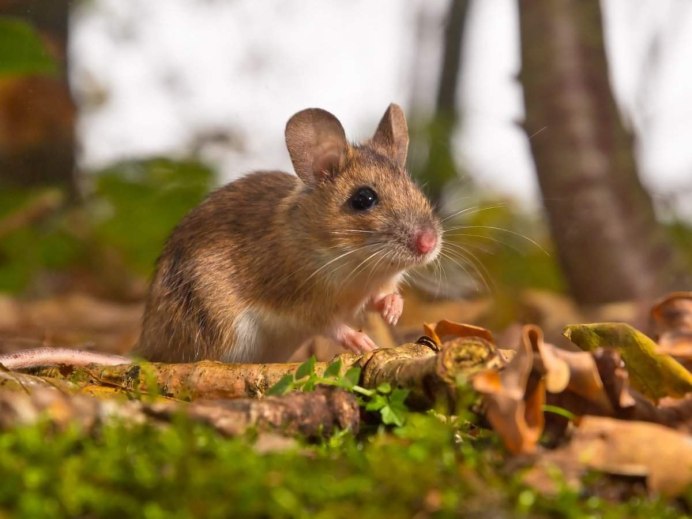 Лесная мышь (Apodemus sylvaticus)