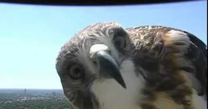Ястреб-перепелятник (Accipiter nisus)