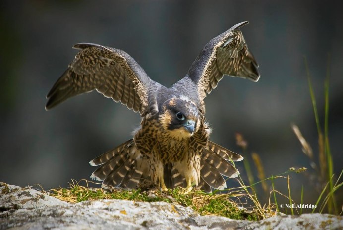 Коршун Шуляк