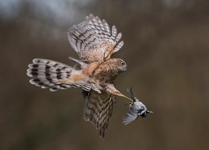 Ястребиный Орел Hieraaetus fasciatus
