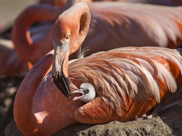 Интересные животные мира