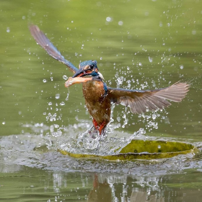 Фотограф Джонсон Чуа