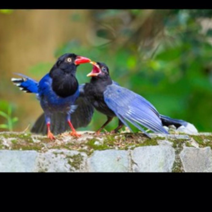 Красивая фотография про птыц