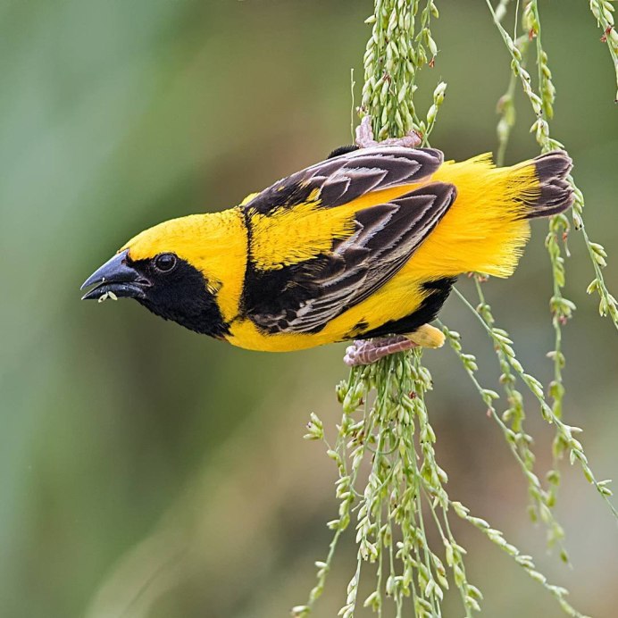 Птичка пчела