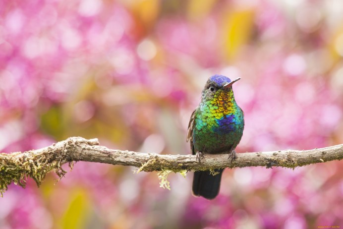 Исполинский Колибри