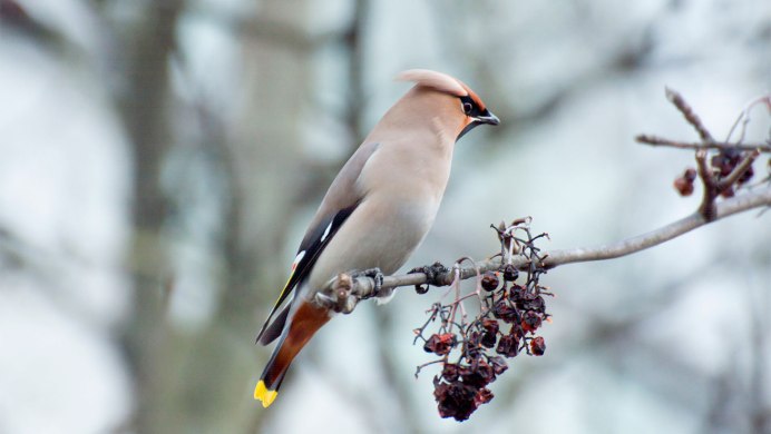 Хохлатая свиристель