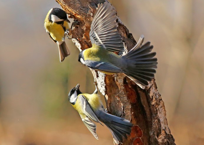 Синичка в лесу