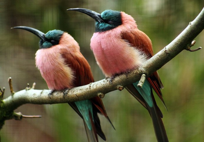 Зунзинито птичка