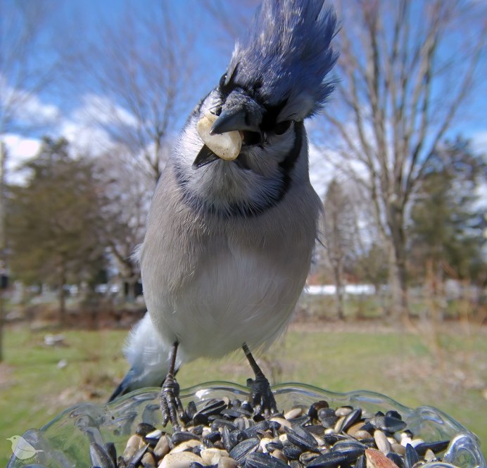 Птицы мозгоклюйки