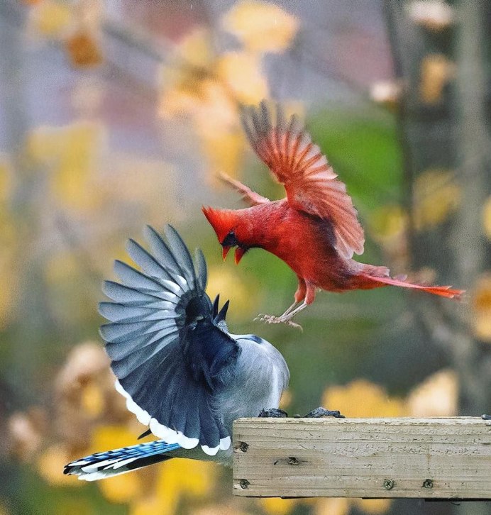 Птички которые любят смотреться в зеркало