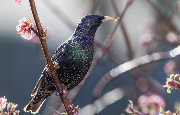 Апрельский скворец
