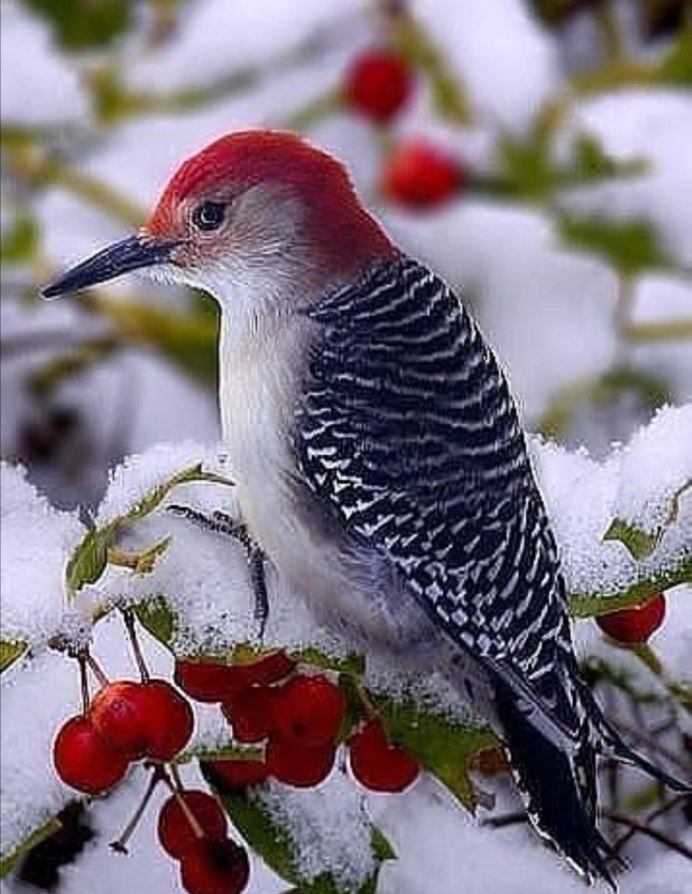 Зимние Лесные птицы