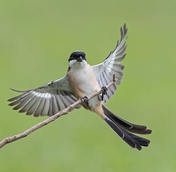 Фотограф Джонсон Чуа