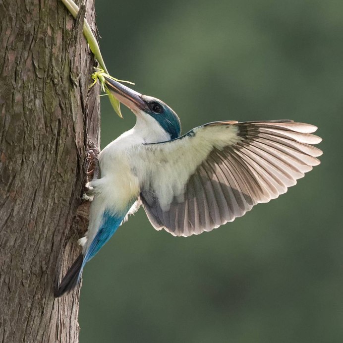 Джонсон Чуа