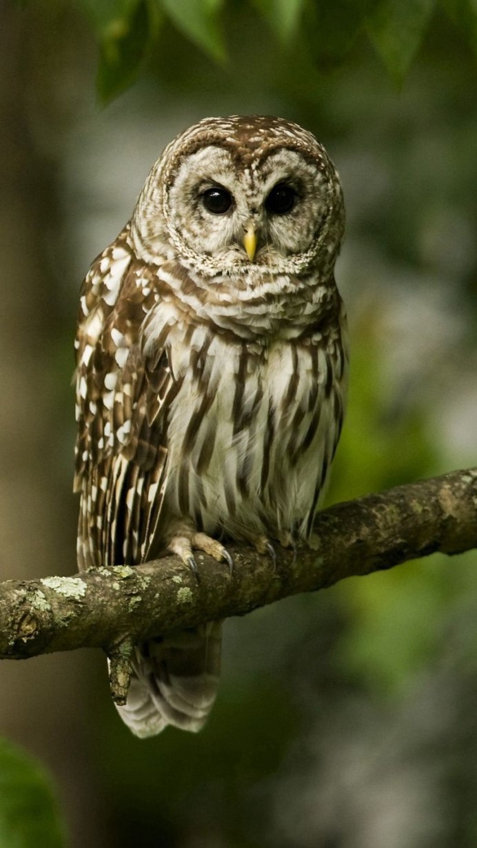 Сова сидит на ветке