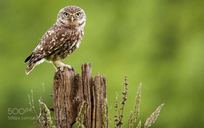 Лесная Сова