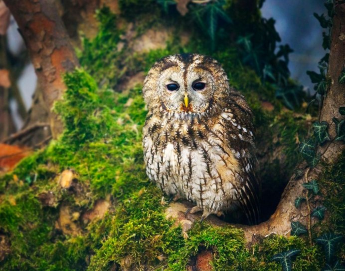 Гнездо Совы Краснодар