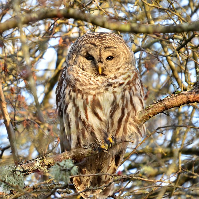 Сова на ветке