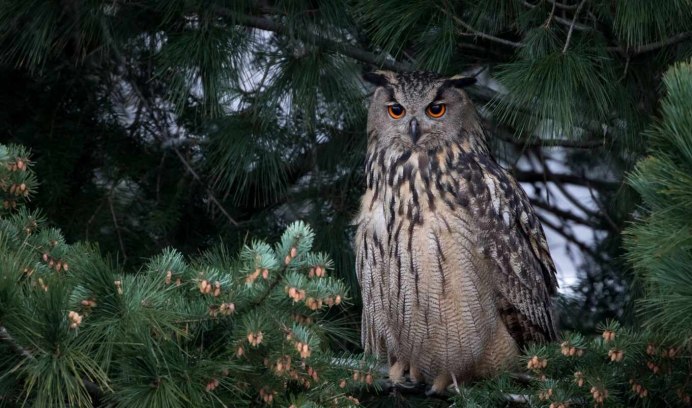 Филин в Сосновом Бору