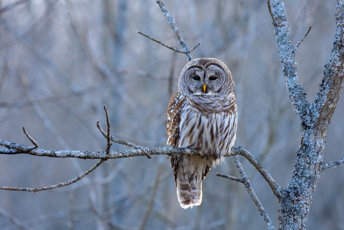 Бурая неясыть