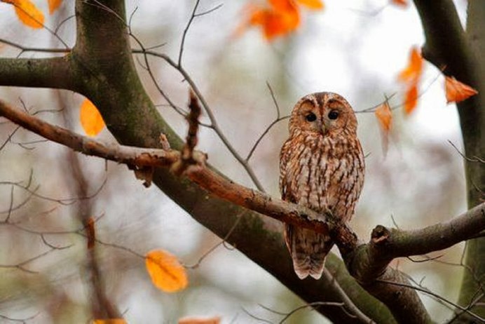 Сова на ветке