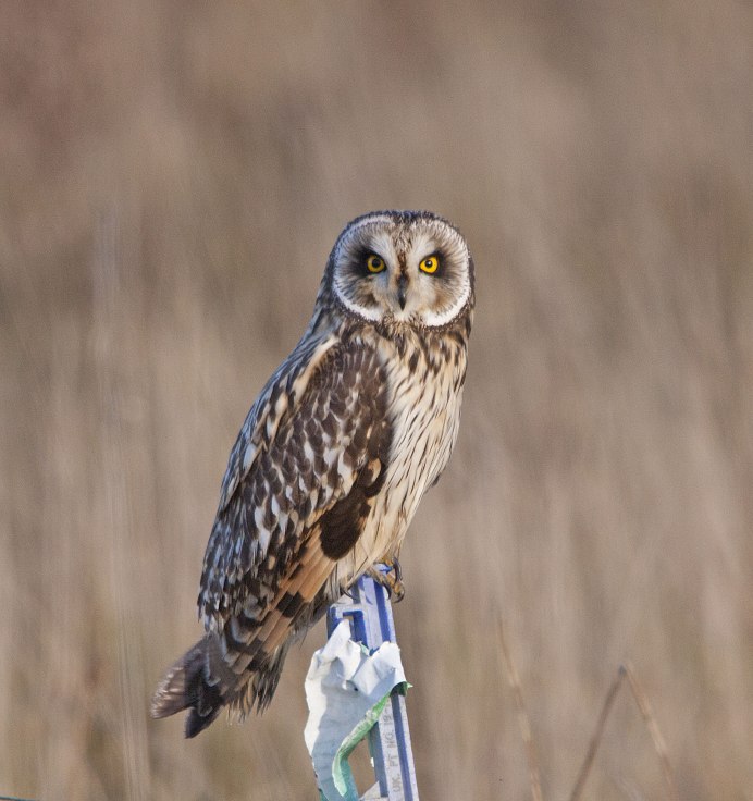 Болотная Сова Хакасии