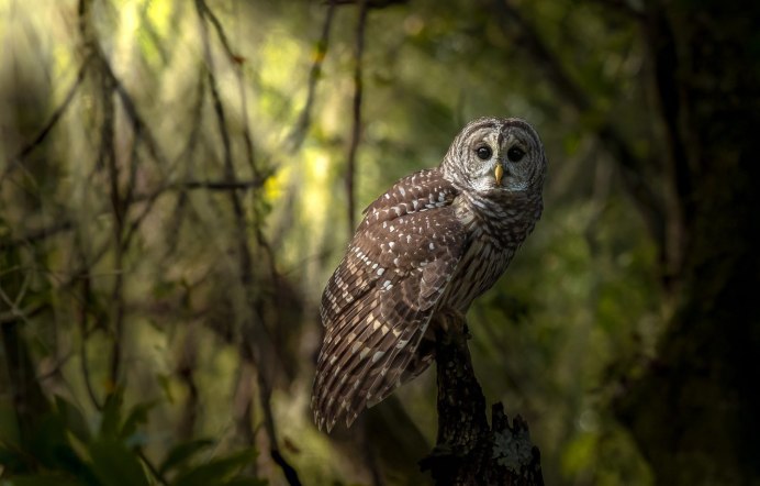 Красноногая неясыть