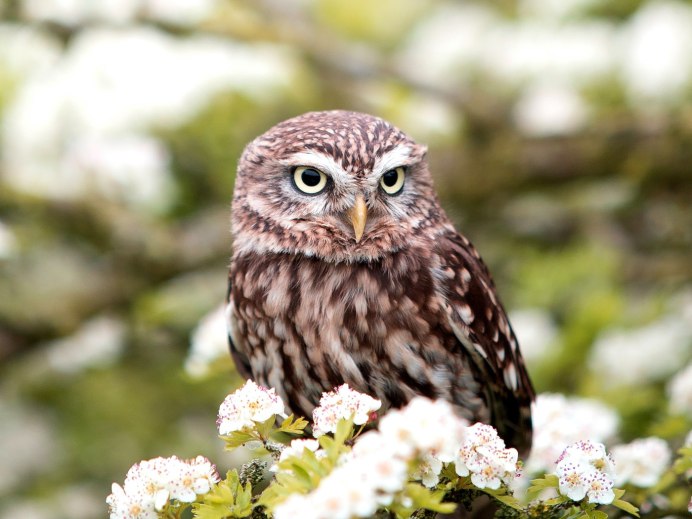 Воробьиный Сыч