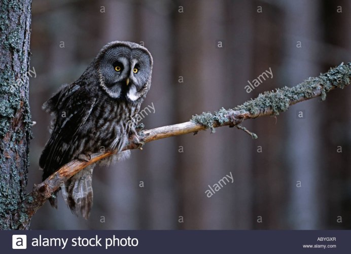 Сова на ветке