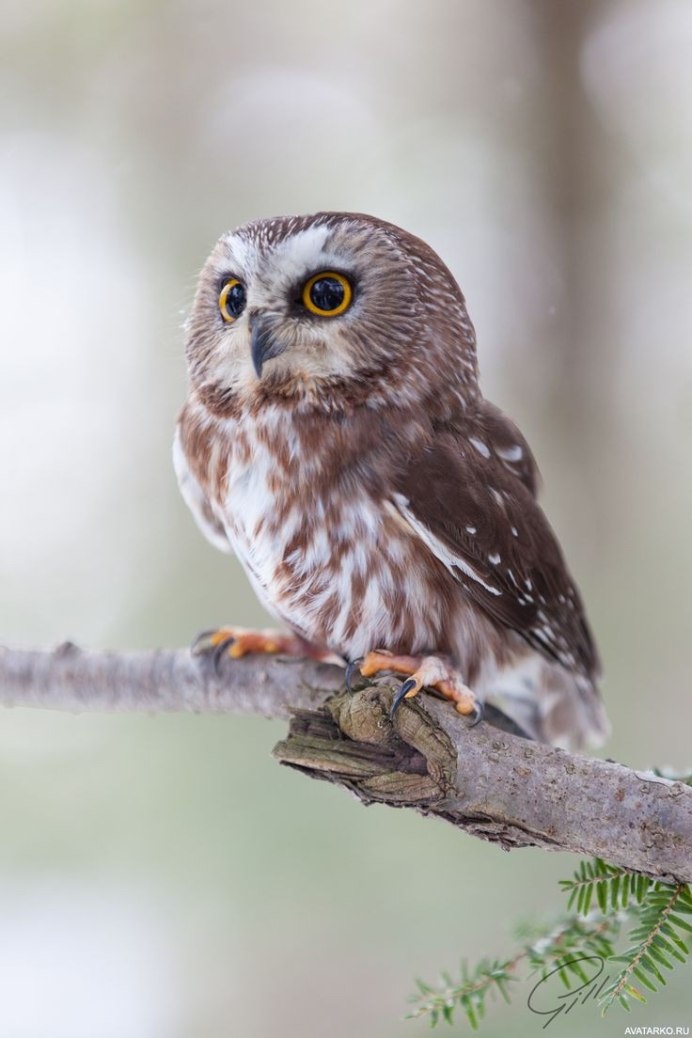 Бородатая неясыть в Нижегородской области
