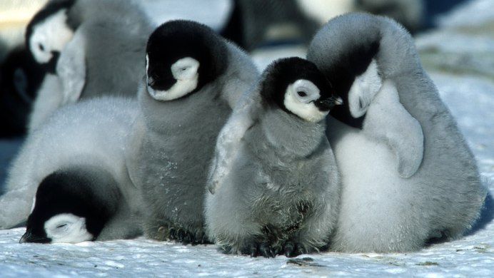 March of the Penguins (2005